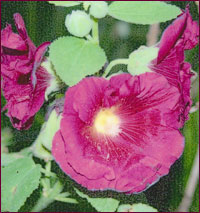 HOLLYHOCK Indian Spring Althaea rosea