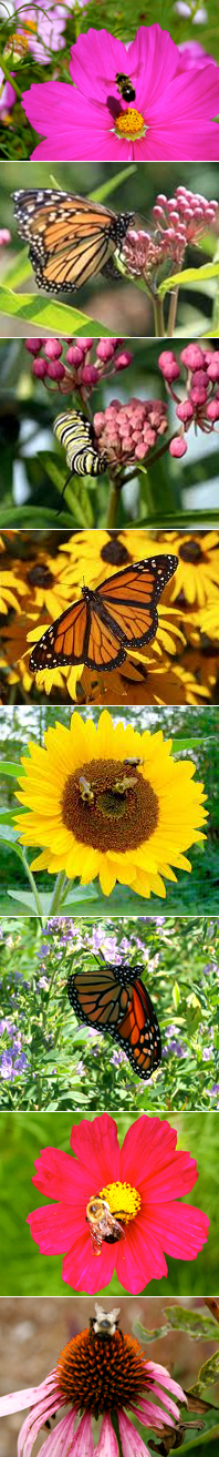 Save Butterflies and Bees