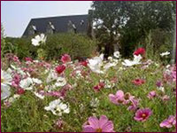 Florabunda Seeds has grown into one of the largest suppliers of Victorian Cottage Cottage Garden Flower Seeds.